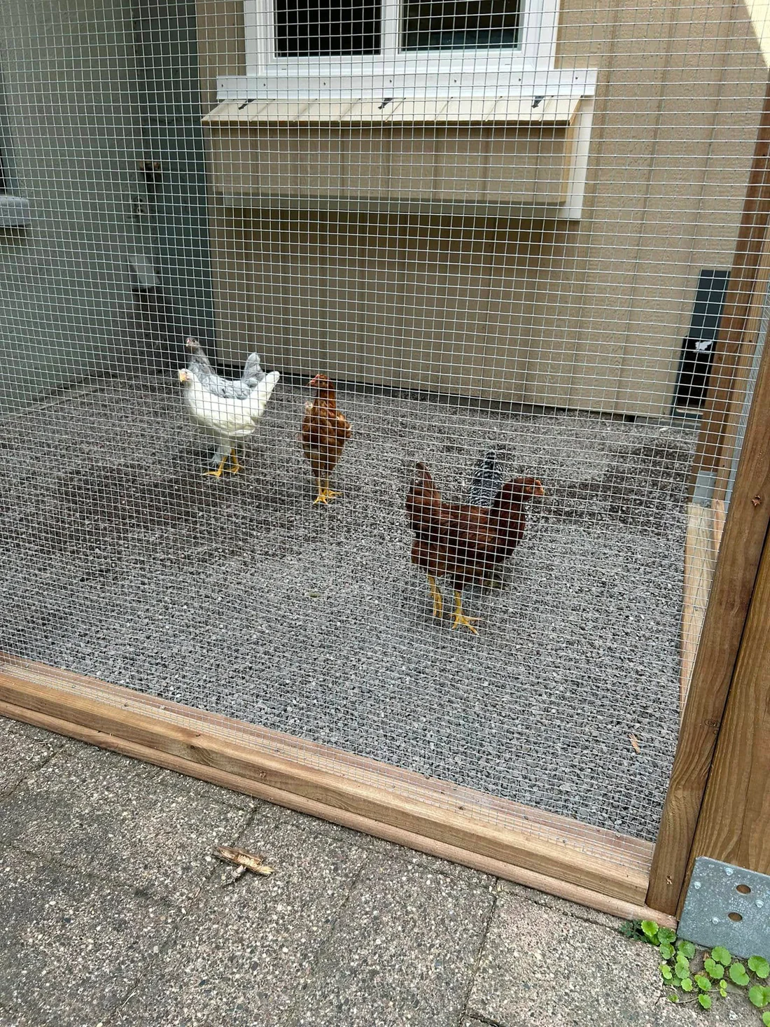 Metro Remodeling Composite Decking W: Under Deck Chicken Coup?14